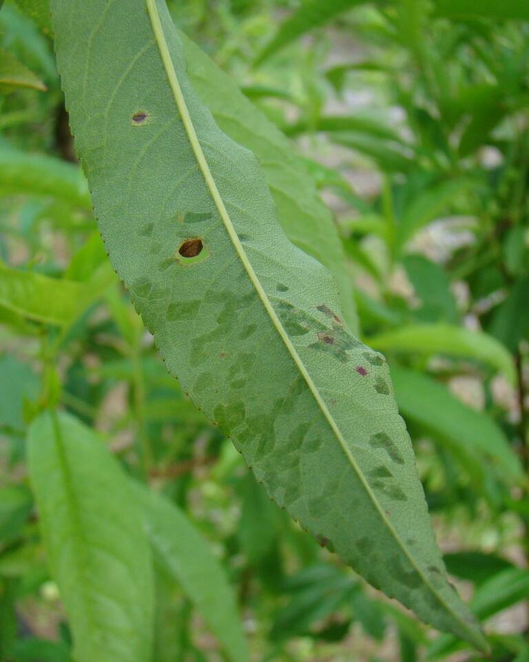 Folhas de pessegueiro com manchas angulares de aspecto encharcado, causadas por bacteriose