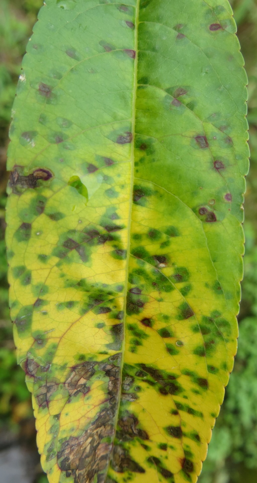 Face superior da folha com manchas angulares encharcadas, causadas pela bacteriose