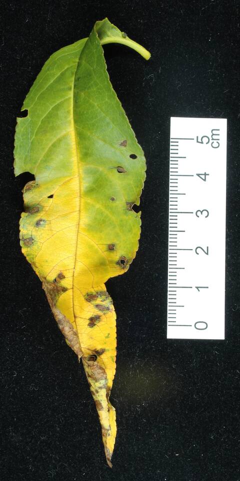 Folha com manchas necróticas e clorose foliar, causadas pela bacteriose