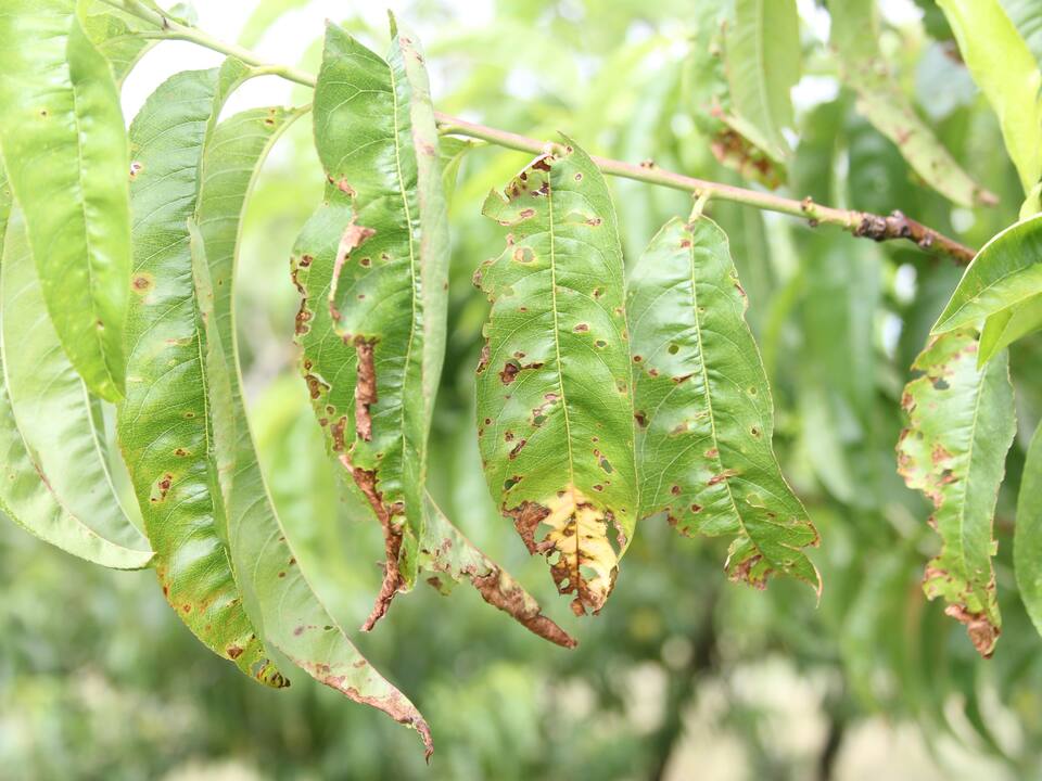 Folhas perfuradas pelo desprendimento de lesões de bacteriose