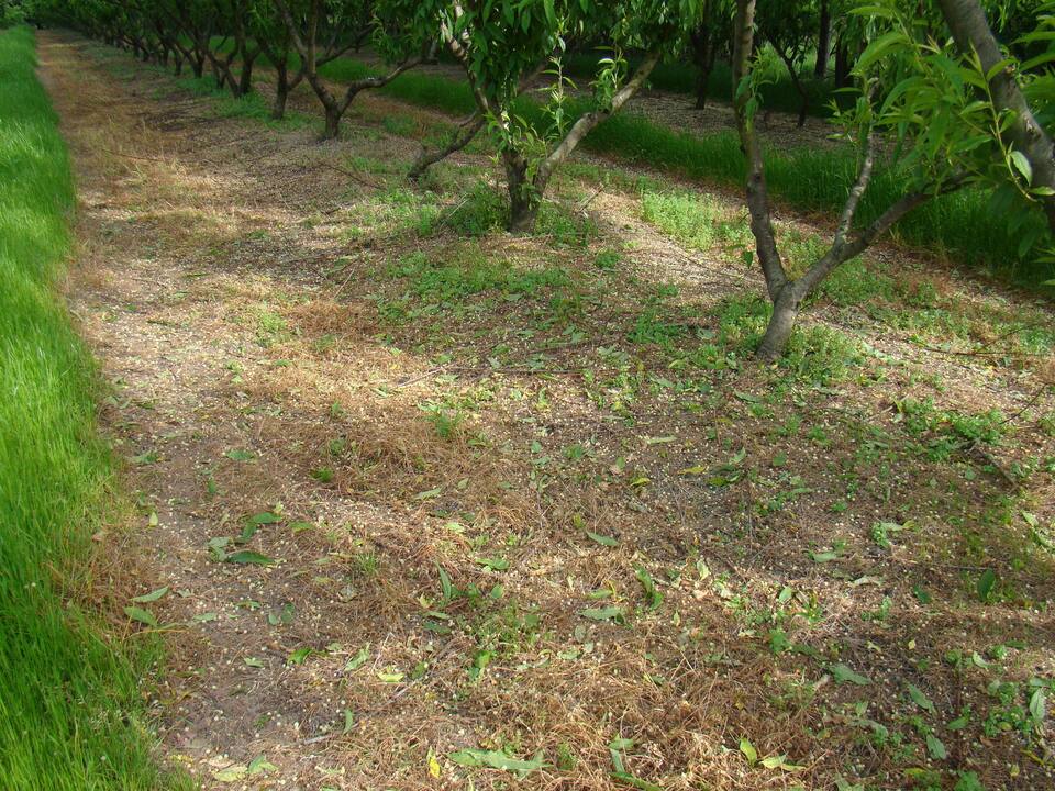 Queda de folhas devido ao ataque severo de bacteriose