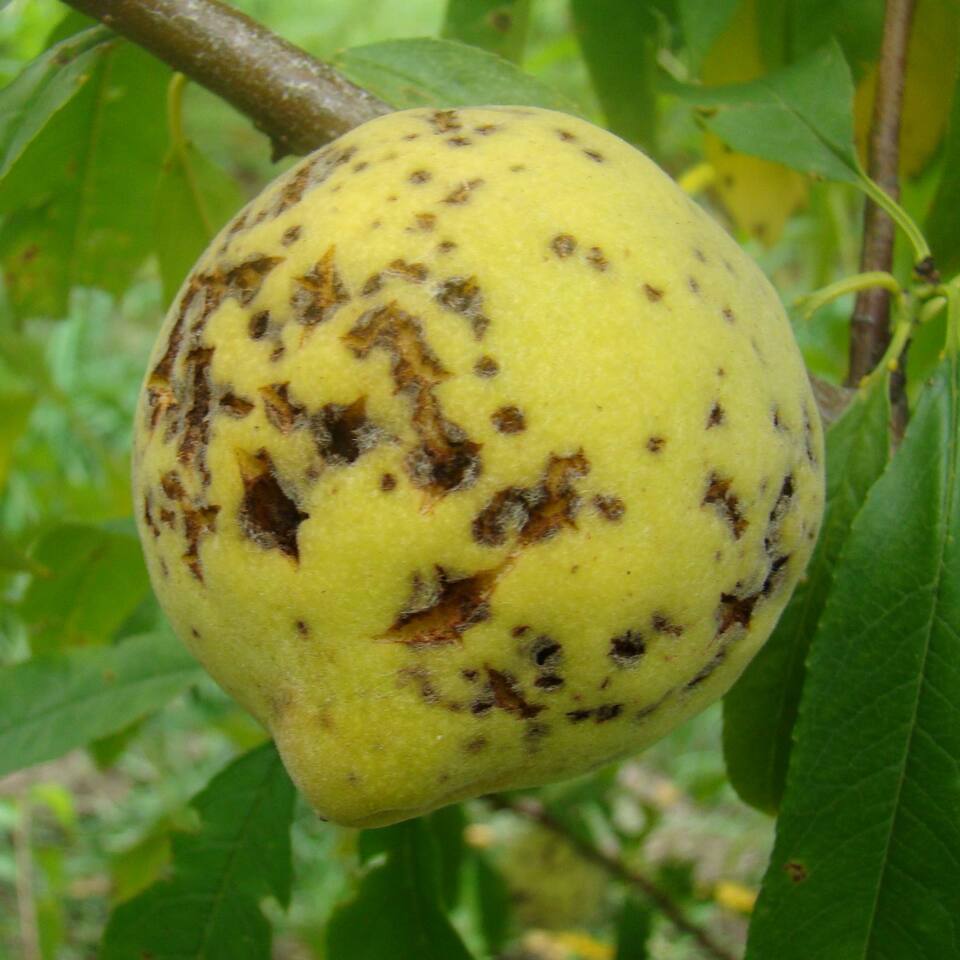 Fruto com lesões formando rachaduras profundas, causadas por bacteriose severa