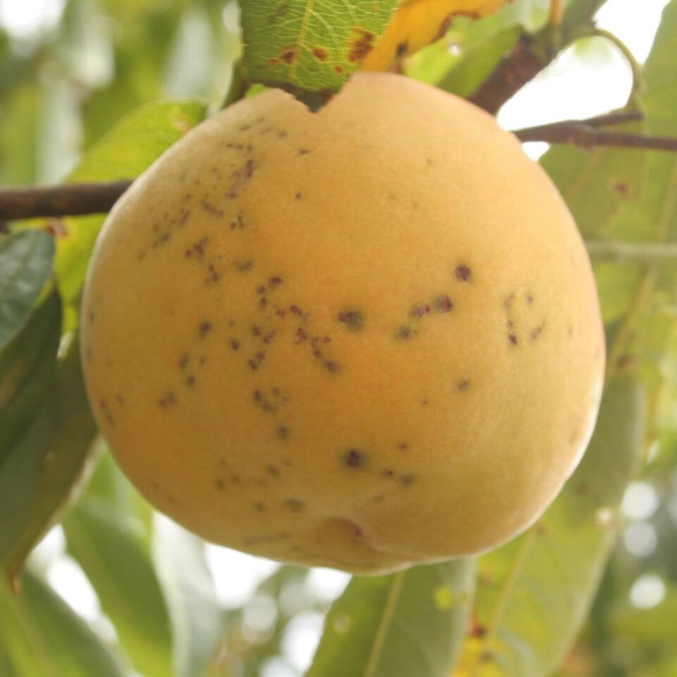 Fruto com lesões, algumas com início de rachaduras, provocadas por bacteriose