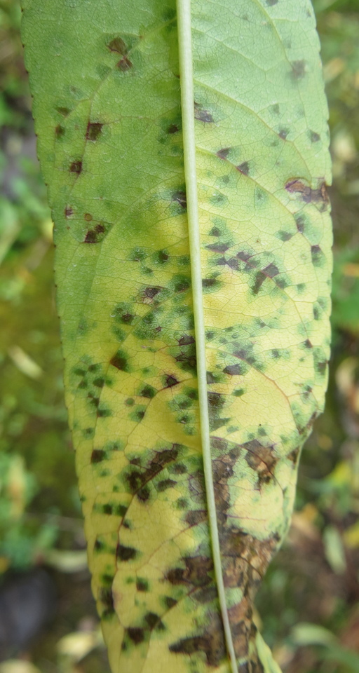 Face inferior da folha com manchas angulares encharcadas, causadas pela bacteriose