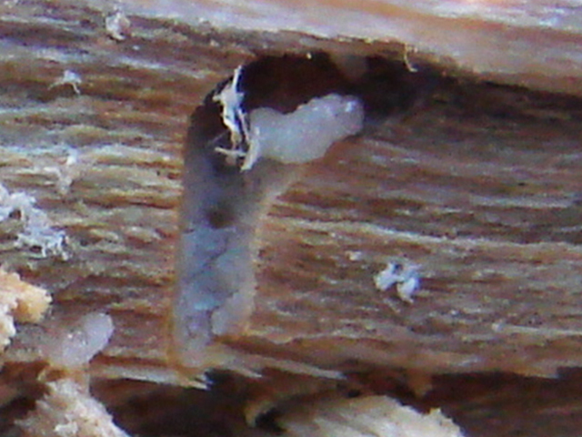 Larva da broca-das-rosáceas