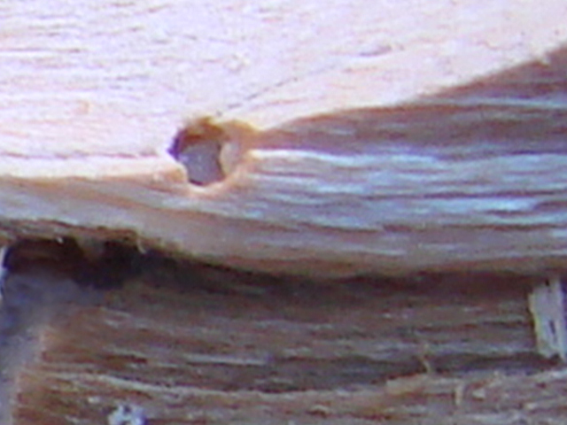 Pupa da broca-das-rosáceas no interior da galeria (orifício superior)