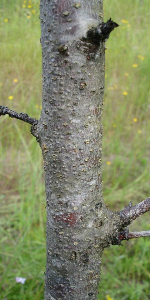 Tronco com cancros de citospora