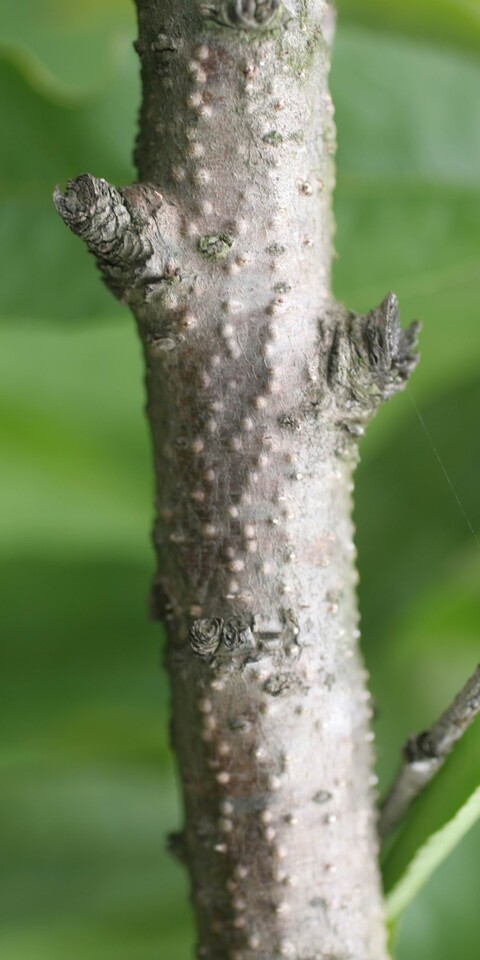 Ramo com cancro de citospora, com bolhas sobre o ramo que indicam a formação de corpos de frutificação do fungo