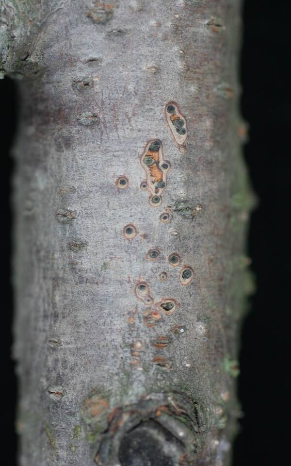 Ramo com cancro de citospora, com corte das bolhas, mostrando a presença de corpos de frutificação (picnídios) escuros do fungo