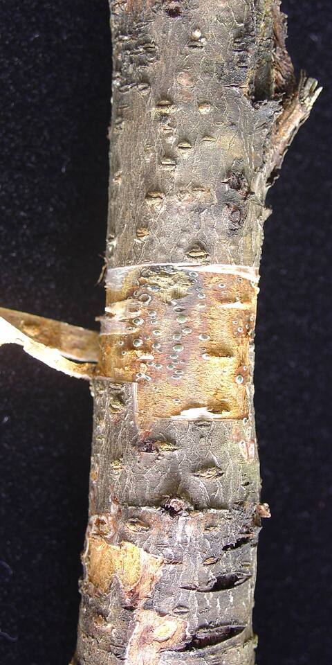 Ramo com cancro de citospora, com corpos de frutificação (picnídios) escuros do fungo debaixo da casca