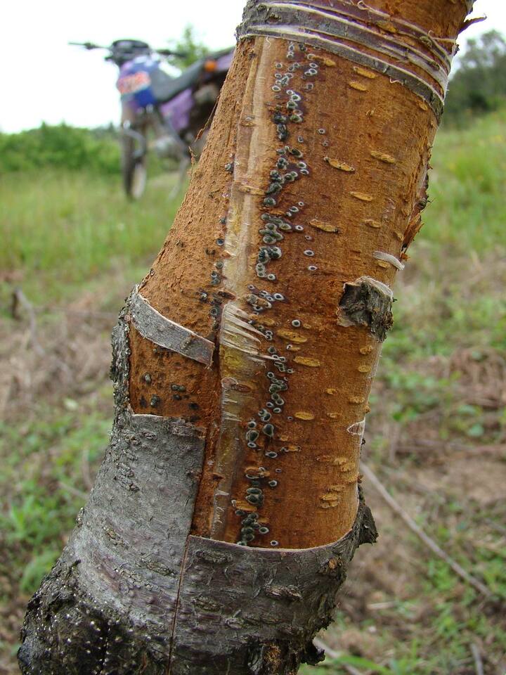 Presença de corpos de frutificação (picnídios) escuros do fungo debaixo da casca, em maior intensidade perto da cicatriz de um corte