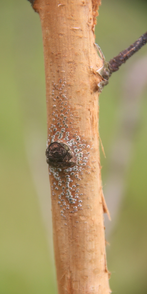 Ramo de pessegueiro descascado com corpos de frutificação (picnídios) escuros de citospora debaixo da casca, principalmente em torno do ponto de corte de ramo, indicando que esse local foi a porta de entrada do fungo