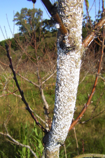 Cochonilha-branca do pessegueiro <i>Pseudaulacaspis pentagona</i> no tronco do pessegueiro