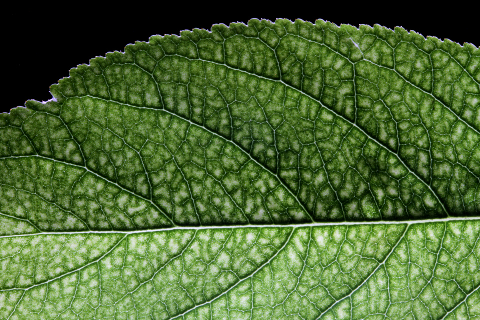 Folha de pessegueiro afetada pela deficiência de cobre, com manchas irregulares esbranquiçadas na parte superior do limbo foliar