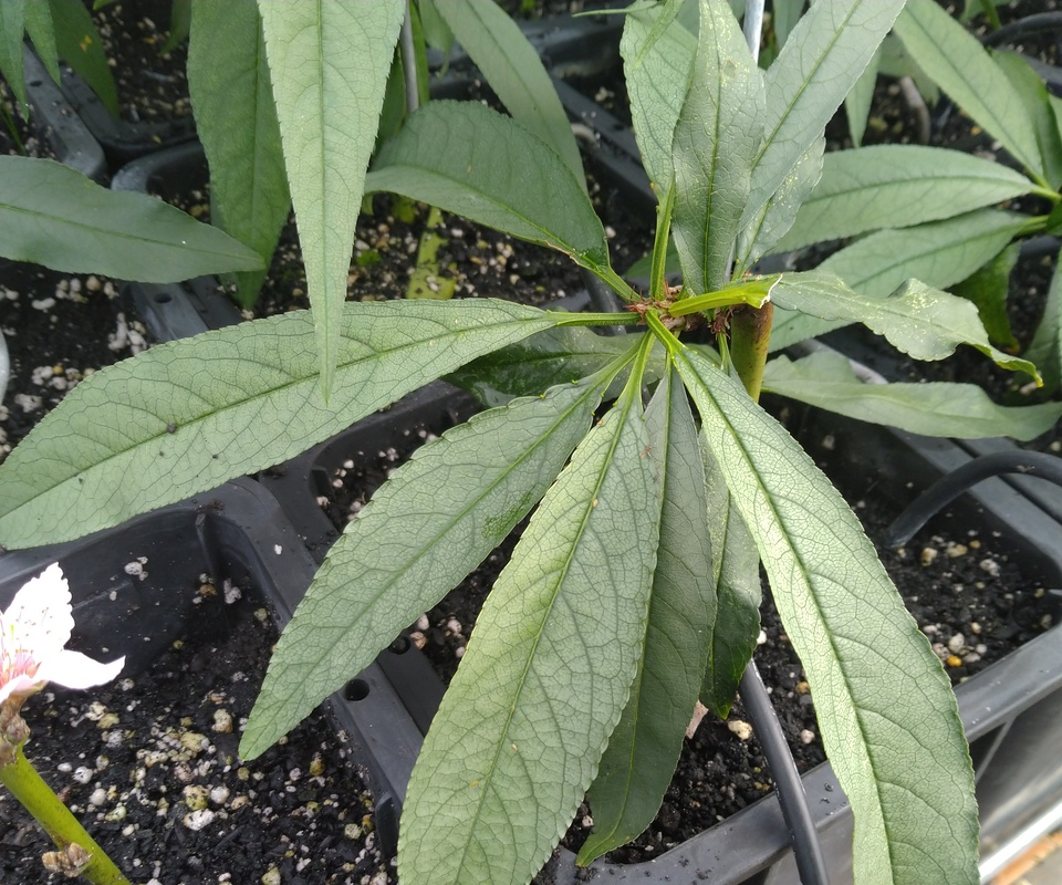 Muda de pessegueiro cultivado em substrato a base de turfa afetada pela deficiência de cobre, com folhas descoloridas, de coloração pálida, devido à alta complexação do cobre pelo substrato orgânico