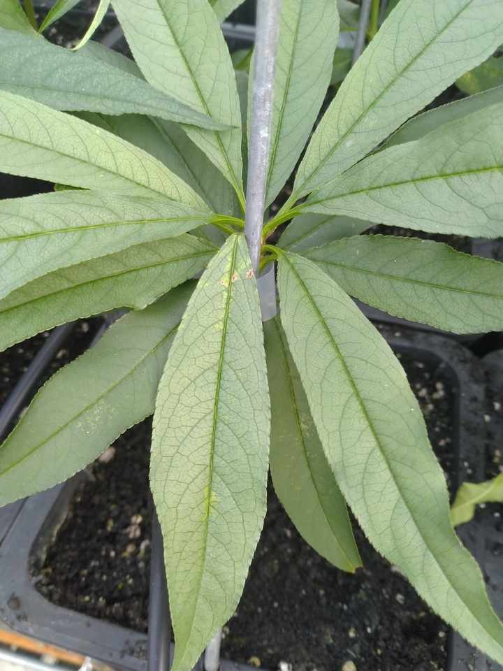 Muda de pessegueiro cultivado em substrato a base de turfa afetada pela deficiência de cobre, com folhas descoloridas, de coloração pálida, devido à alta complexação do cobre pelo substrato orgânico