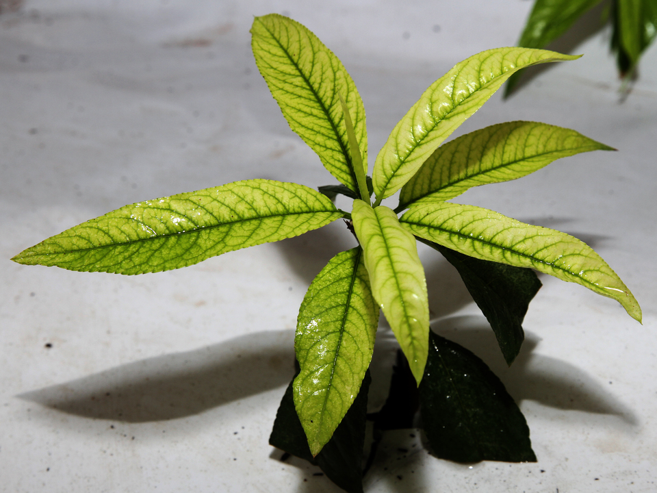 Muda de pessegueiro com drástica clorose entre as nervuras das folhas devido a deficiência de ferro por elevação do pH da solução nutritiva, tendo como substrato a casca de arroz carbonizada