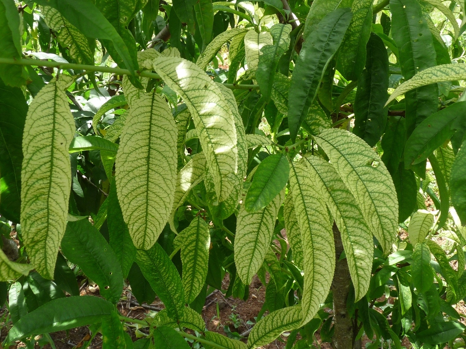 Planta adulta de pessegueiro com ramos apresentando sintomas típicos de deficiência de ferro (clorose intensa das folhas e nervuras permanecendo verdes) nas folhas