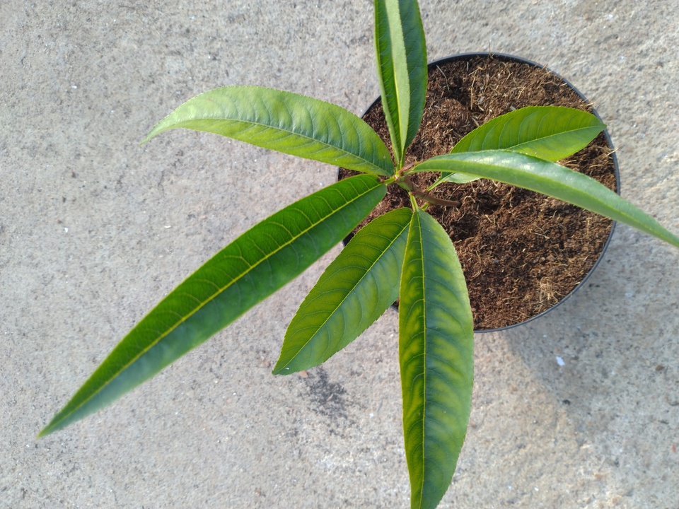 Muda de pessegueiro apresentando sintomas típicos de deficiência de manganês caracterizados pelo reticulado grosso nas nervuras das folhas