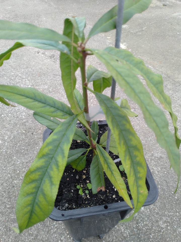 Muda de pessegueiro cultivada em Citropote contendo substrato comercial apresentando sintomas drásticos de deficiência de manganês (reticulado grosso nas nervuras das folhas), inclusive em folhas mais velhas