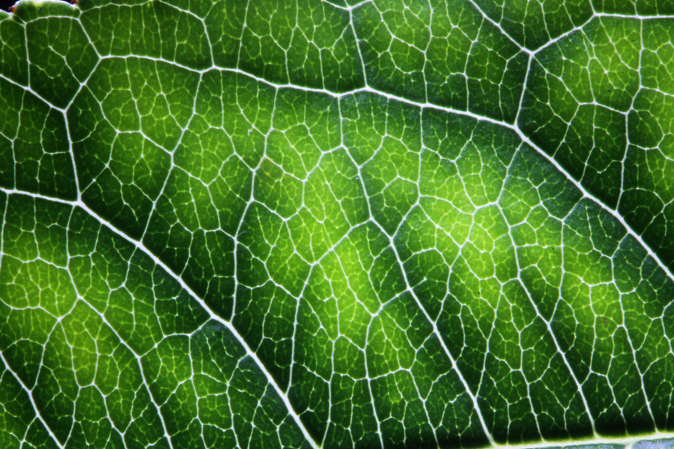 Segmento de folha de pessegueiro afetada pela deficiência de manganês, mostrando detalhe do reticulado grosso, o qual mantém uma faixa verde espessa contornando nervuras