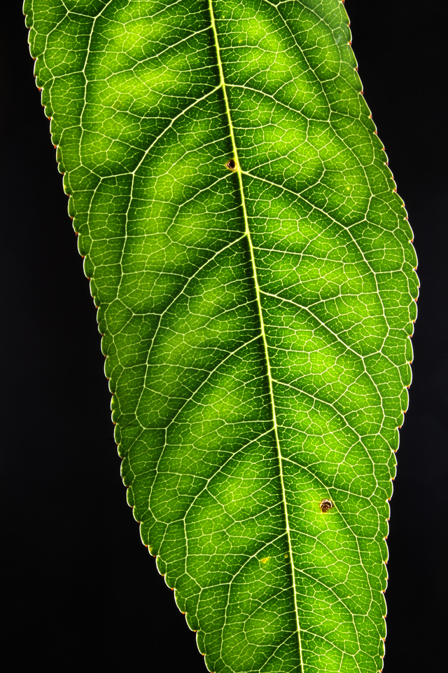 Folha de pessegueiro afetada pela deficiência de manganês, mostrando amarelecimento entre nervuras, que apresentam o reticulado grosso (cor verde contornando nervuras)