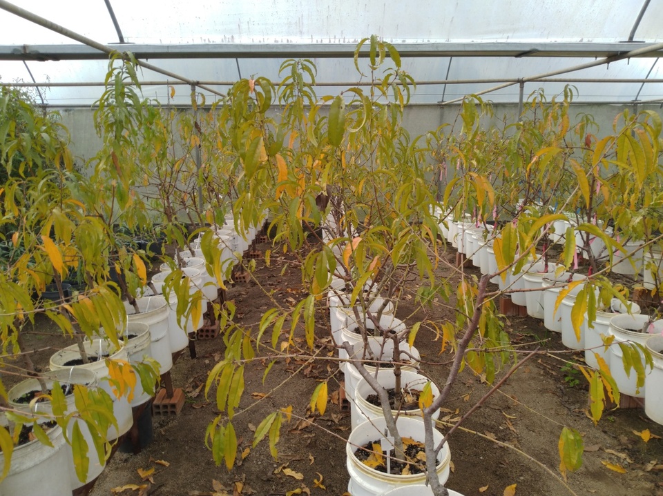 Plantas de pessegueiro com amarelecimento generalizado e queda de folhas em decorrência da deficiência de nitrogênio