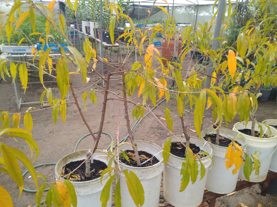 Plantas de pessegueiro com amarelecimento generalizado e queda de folhas em decorrência da deficiência de nitrogênio