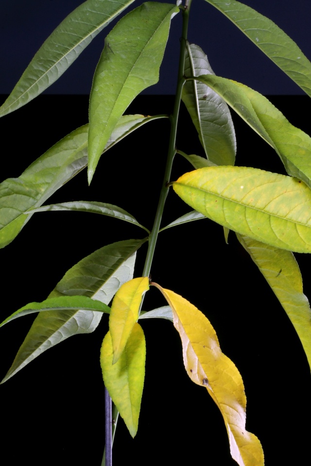 Folhas mais velhas amareladas devido a deficiência de nitrogênio