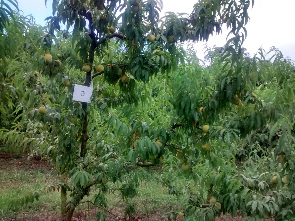 Pessegueiro cultivar esmeralda com baixo vigor e frutos com maturação antecipada em decorrência da deficiência de nitrogênio
