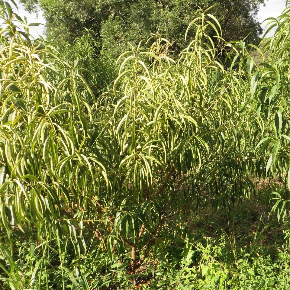 Pessegueiro com enrolamento das folhas devido ao encharcamento do solo