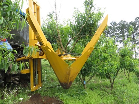 Arranquio da planta de pessegueiro afetada pelo encharcamento