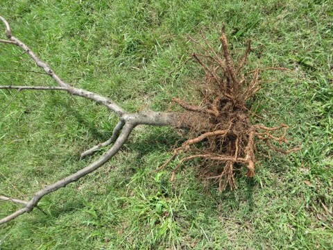 Planta de pessegueiro com raízes bastante superficiais devido a camada de impedimento do solo