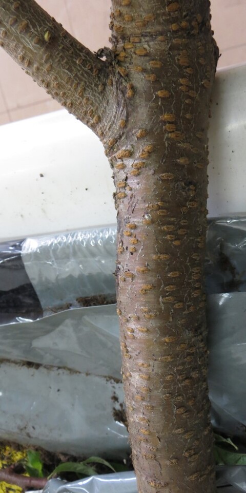 Planta nova de pessegueiro com formação de lenticelas grandes no tronco, indicando que a planta teve problemas de asfixia (falta de oxigênio) do sistema radicular