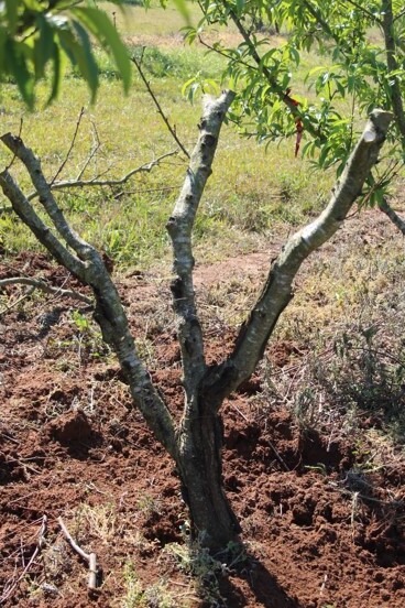 Pessegueiro morto com necrose do tronco causada por encharcamento