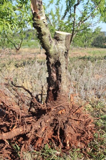 Pessegueiro com sistema radicular superficial devido a uma camada de impedimento do solo, com necrose do tronco e raízes grossas