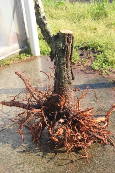 Pessegueiro com sistema radicular superficial devido a uma camada de impedimento do solo, com necrose do tronco e raízes grossas