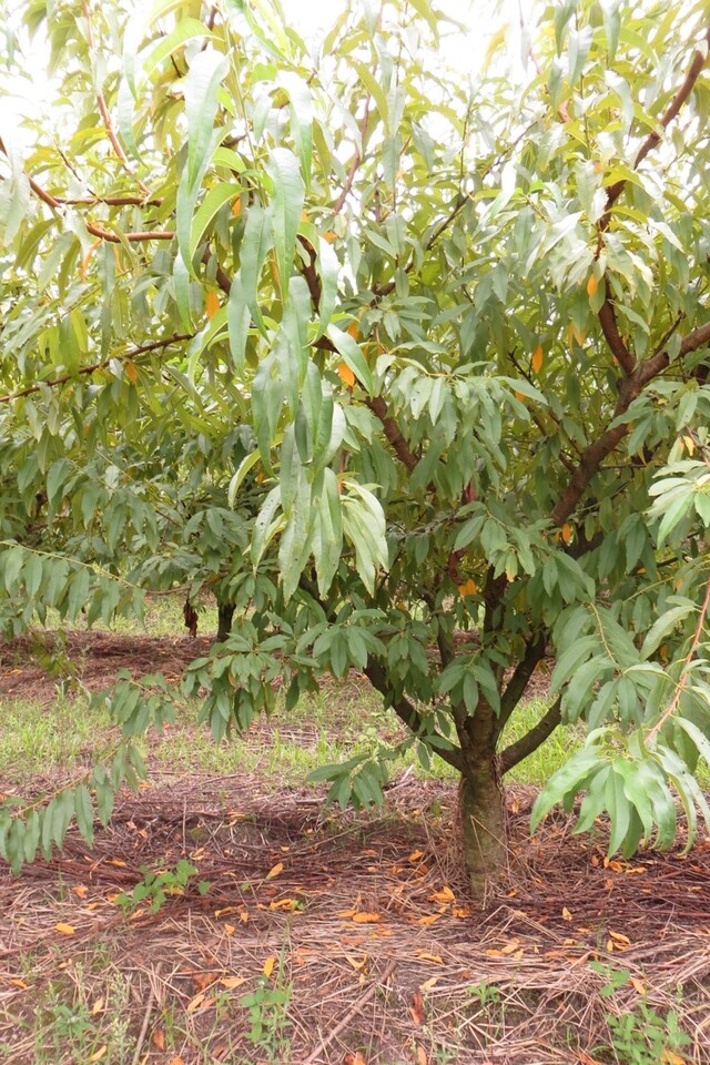 Diferença no diâmetro de tronco entre o porta-enxerto (indefinido - caroço de indústria) e a cultivar copa de pessegueiro (Maciel)