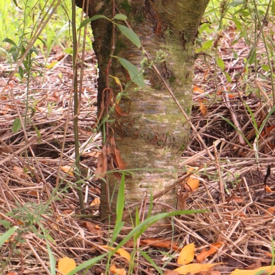 Diferença no diâmetro de tronco entre o porta-enxerto (indefinido - caroço de indústria) e a cultivar copa de pessegueiro (Maciel)