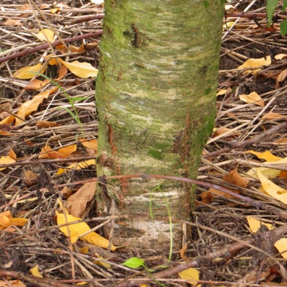 Diferença no diâmetro de tronco entre o porta-enxerto (indefinido - caroço de indústria) e a cultivar copa de pessegueiro (Maciel)
