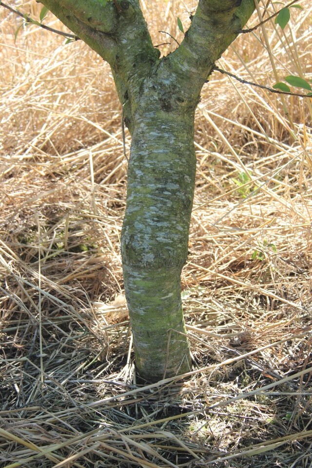 Diferença no diâmetro de tronco entre o porta-enxerto (indefinido - caroço de indústria) e a cultivar copa de pessegueiro (Maciel)