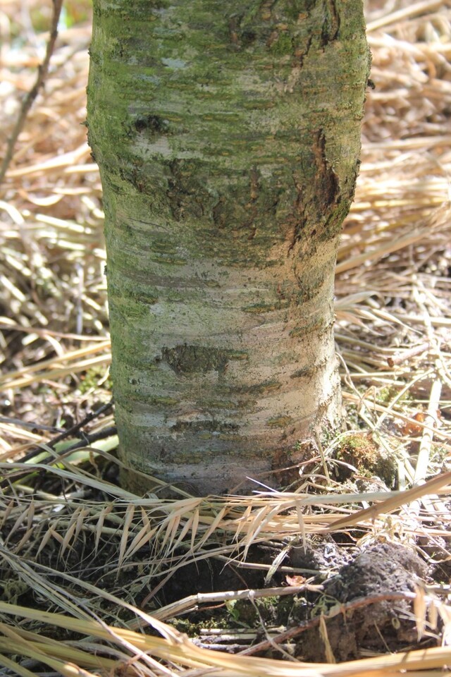 Diferença no diâmetro de tronco entre o porta-enxerto (indefinido - caroço de indústria) e a cultivar copa de pessegueiro (Maciel)