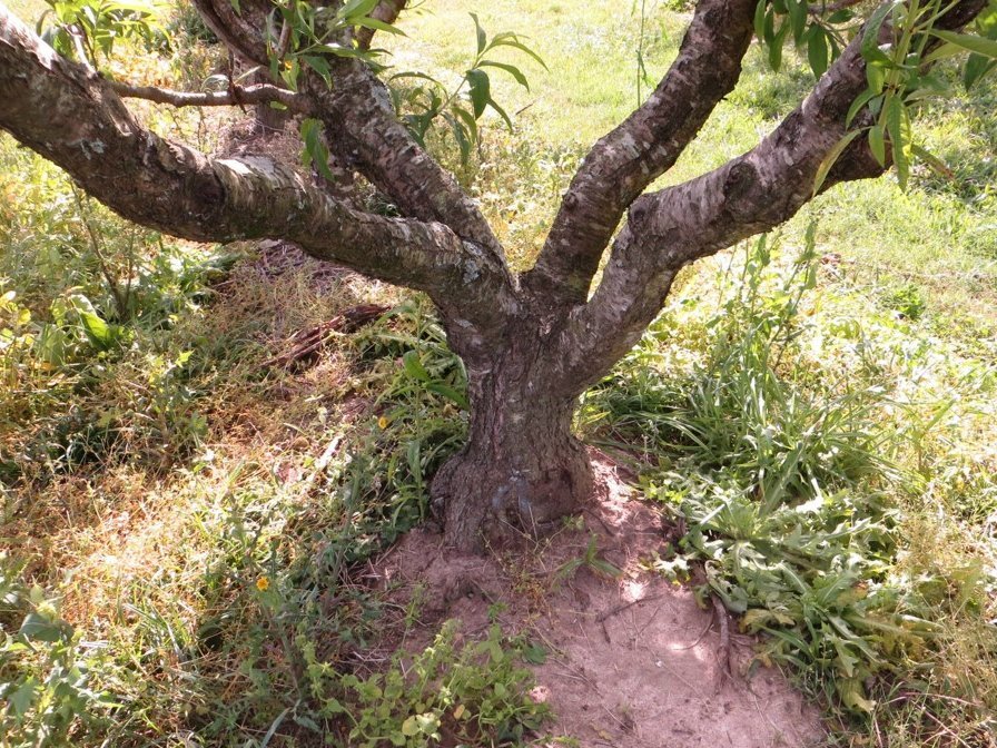Diferença no diâmetro de tronco entre o porta-enxerto (indefinido - caroço de indústria) e a cultivar copa de pessegueiro (Rubimel)