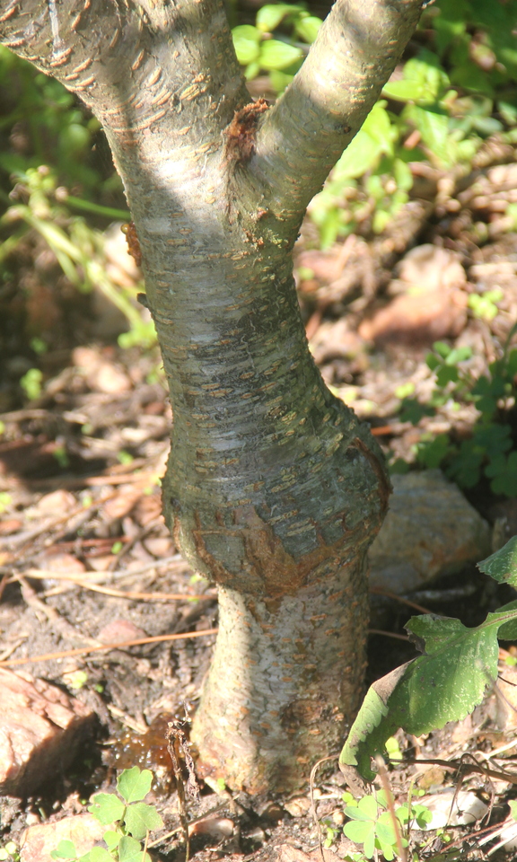 Diferença no diâmetro de tronco entre o porta-enxerto (umezeiro Clone 15) e a cultivar copa de pessegueiro (Jade)