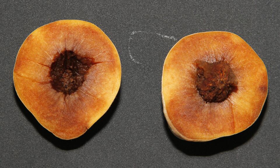 Pêssego mostrando áreas da polpa com escurecimento severo, devido a incidência do distúrbio fisiológico escurecimento ou degenerescência interna durante o armazenamento refrigerado