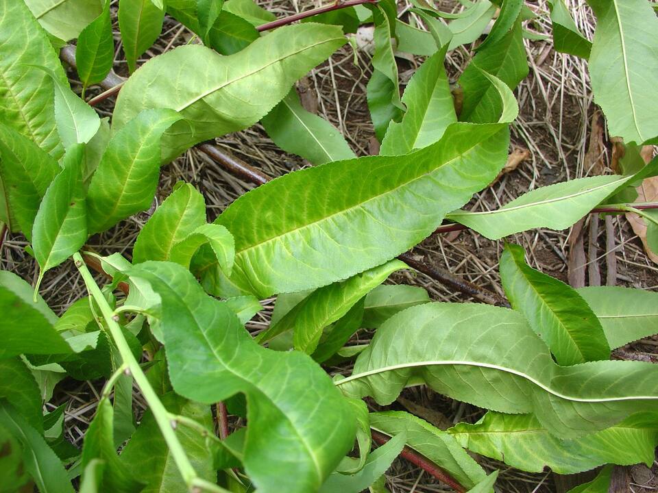 Folhas de pessegueiro como clorose nas nervuras devido ao excesso de aplicação de fosfitos