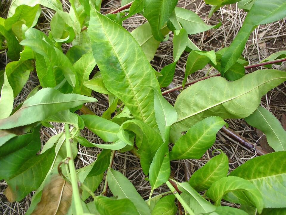 Folhas de pessegueiro como clorose nas nervuras devido ao excesso de aplicação de fosfitos
