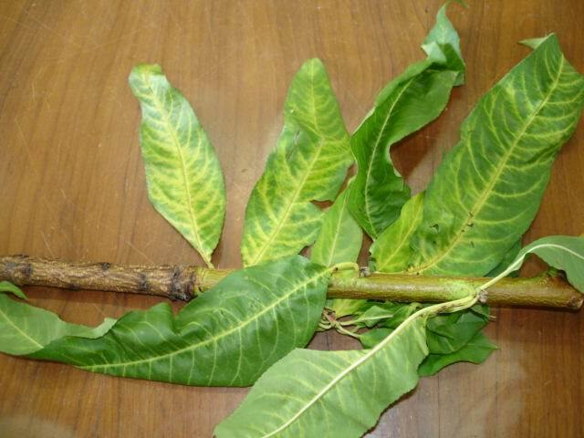 Folhas de pessegueiro como clorose nas nervuras devido ao excesso de aplicação de fosfitos