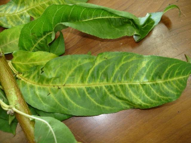 Folhas de pessegueiro como clorose nas nervuras devido ao excesso de aplicação de fosfitos