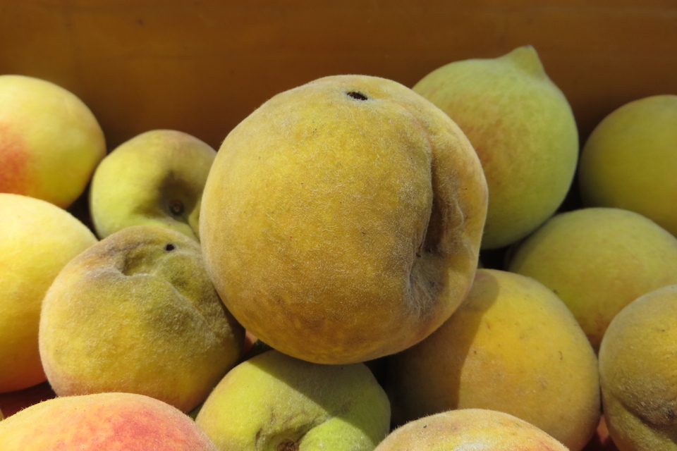 Frutos de pessegueiro cv. Maciel recém-colhidos com manchas escuras na superfície, causadas por fuligem